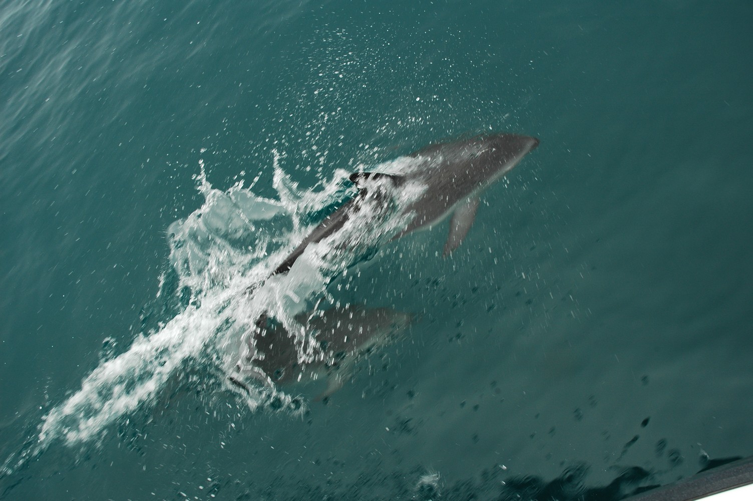 195   30 01   Kaikoura